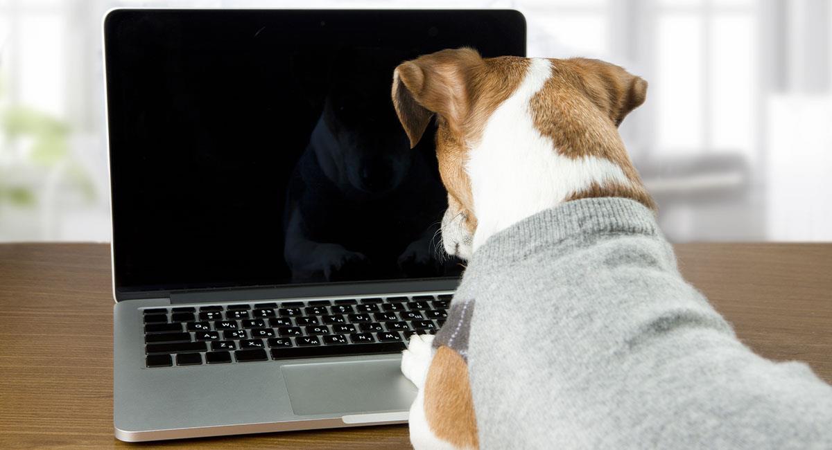 ¿Cómo registrar a tu mascota en el RUAC?. Foto: Shutterstock