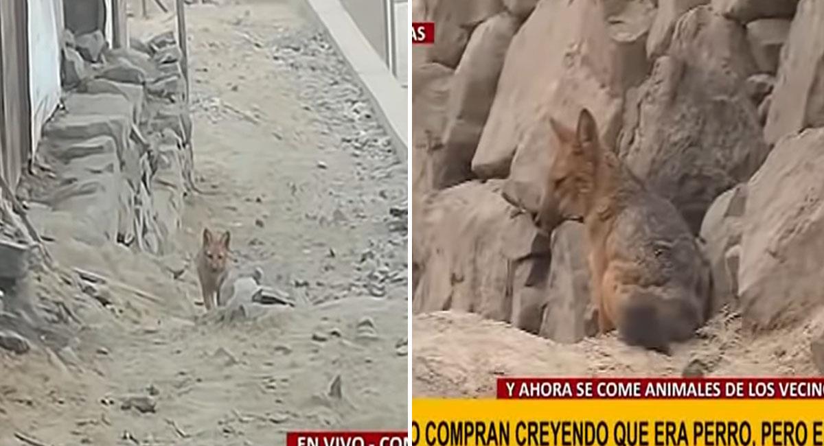 Joven va a comprar un perro y le vendieron un zorro andino. Foto: Youtube