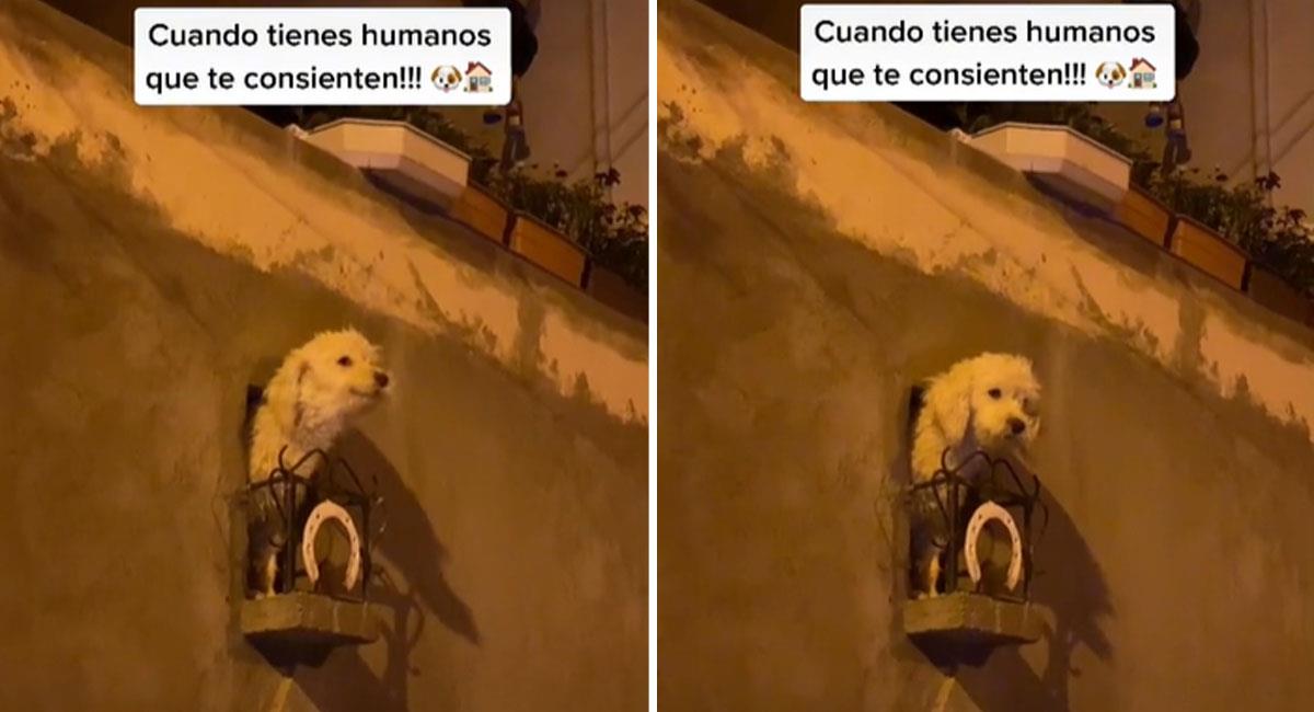Firulais se vuelve viral por el balcón que le hizo su amo. Foto: TikTok @wilder.cordova