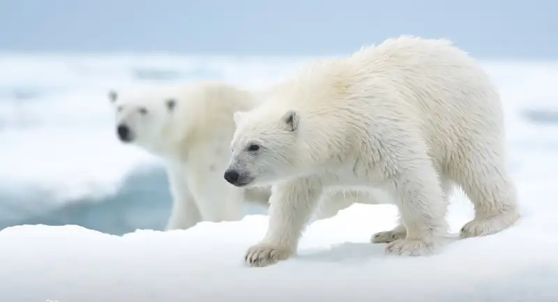 Osa Polar: La nueva cinta de Disney Plus que busca ayudar a la vida en el  Ártico
