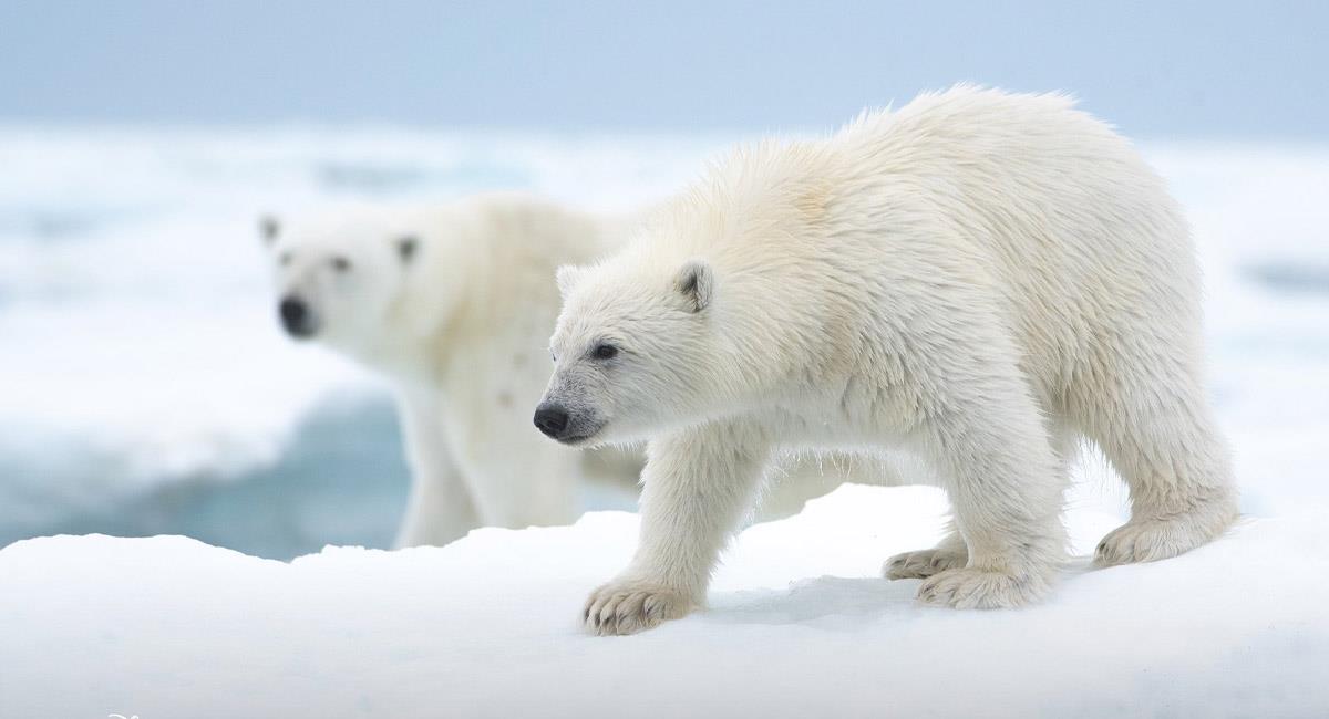 Osa Polar: La cinta que hace honor a esta majestuosa especie. Foto: Twitter @Disneynature