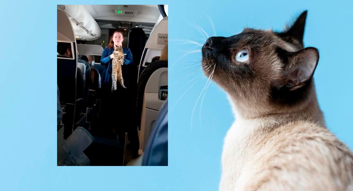 Gatito se pierde en pleno vuelo y se vuelve viral. Foto: Freepik y YouTube