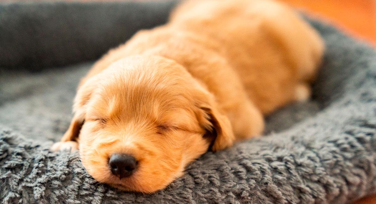 Cachorro Golden Retriever se volvió viral por ser fan de los dibujos animados. Foto: Shutterstock