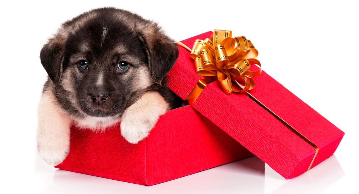Qué significa cuando tu pareja te regala un perrito. Foto: Shutterstock