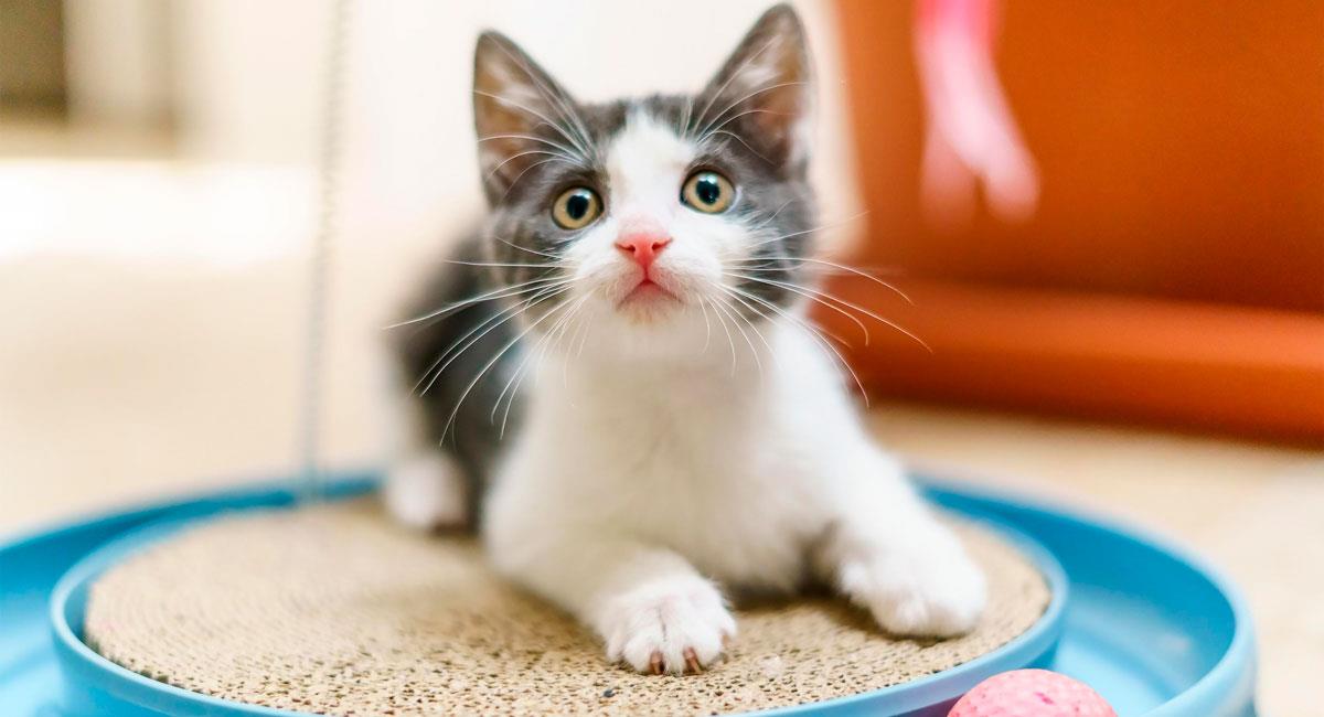 La razón de por qué tu pareja te regala un gato. Foto: Shutterstock