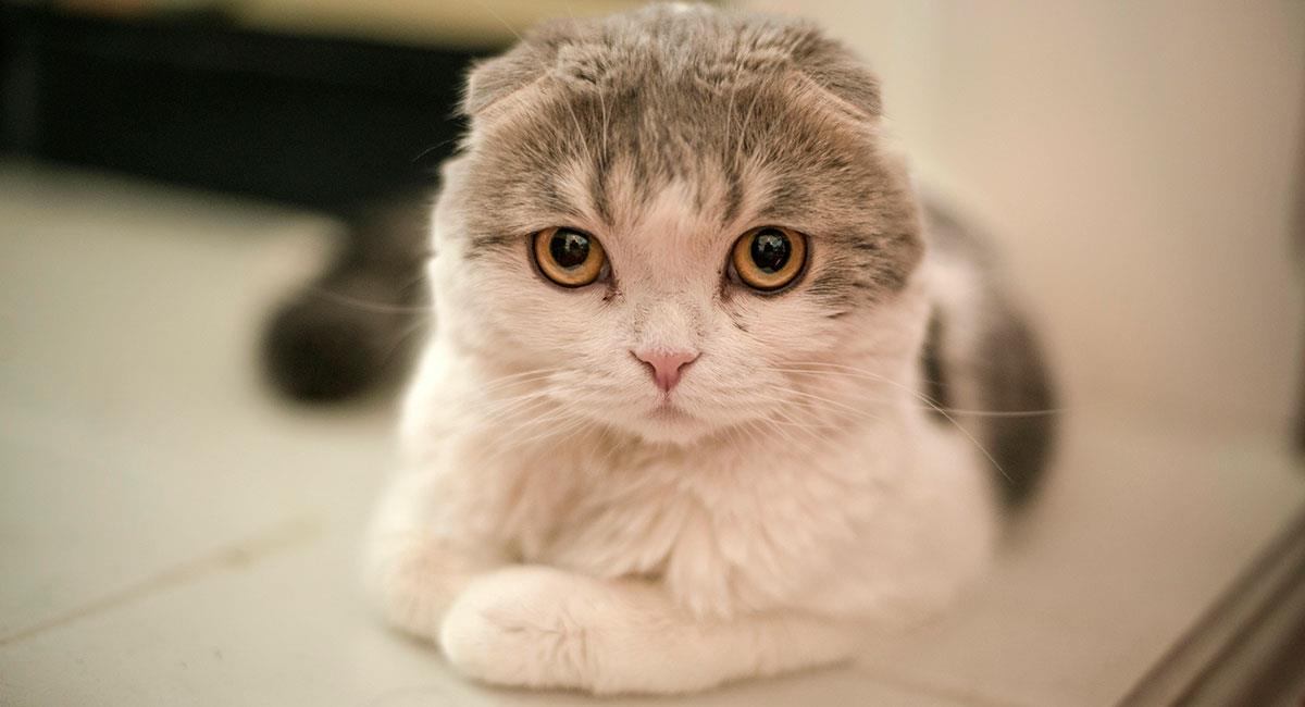 La gata de Taylor Swift y su millonaria fortuna. Foto: Shutterstock